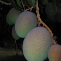 H01_Planet Mango