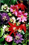 4th Place 1997 Passiflora Flower Collage Ben Poirier