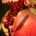 Fourth Place Winner! Fruit, Pomegranate ‘Wonderful’ Molly M. McGinnis Manteca, California