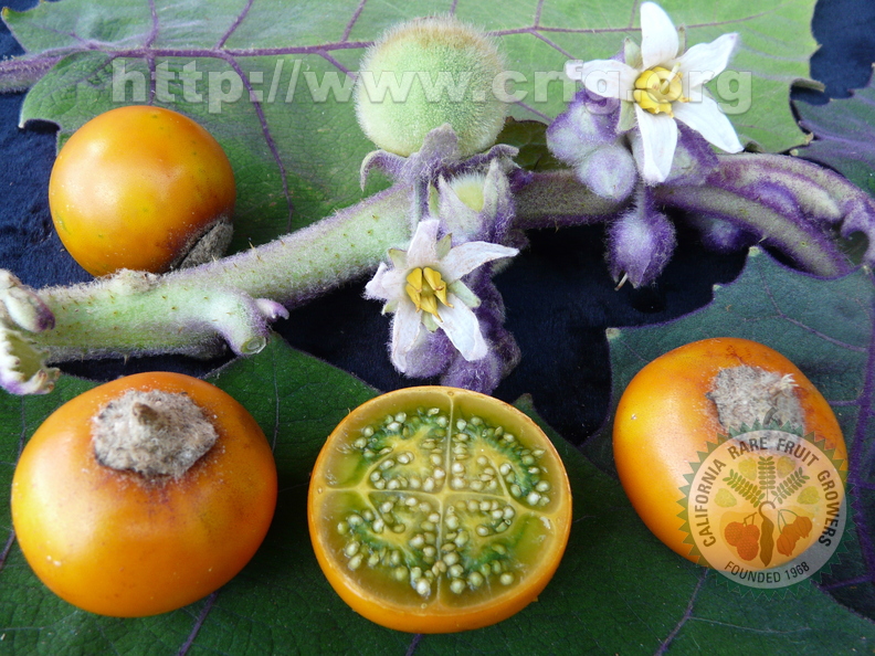 2nd Place Winner
Naranjilla Fruits Flowers Leafs
Submitted by: Oscar Jaitt of Pahoa, Hawaii