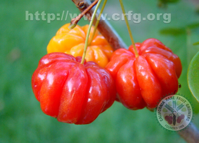 2nd Place: Eugenia uniflora - Myrtaceae - Pitanga or Surinam Cherry
Anestor Mezzomo, Florianópolis, SC Brazil