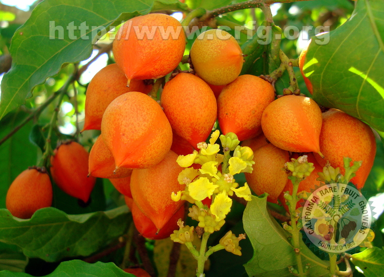 1st Place: Bunchosia armeniaca - Malpighiaceae - Caferana-Cereja Café-Peanut Butter Fruit Anestor Mezzomo, Florianópolis, SC Br