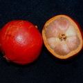 Fourth Place: Garcinia hombroniana