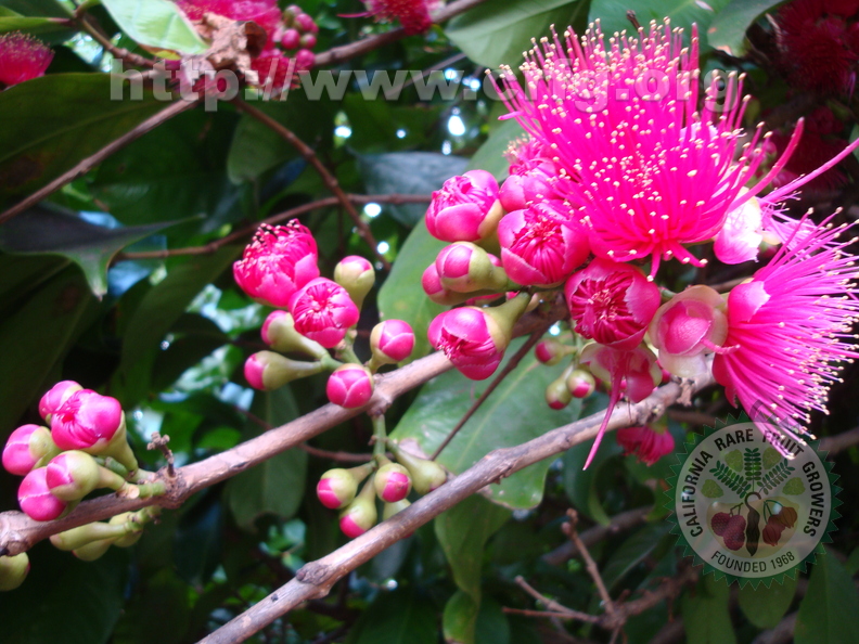 Fourth Place: Blossoms of Malay apple