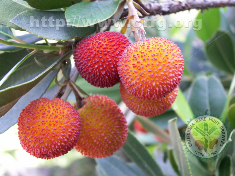 Third Place: Arbutus Unedo – Strawberry tree fruit
