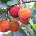 Third Place: Arbutus Unedo – Strawberry tree fruit
