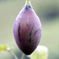 Fourth Place: Cyphomandra betaceae - Solanaceae - Tree Tomato Tamarillo