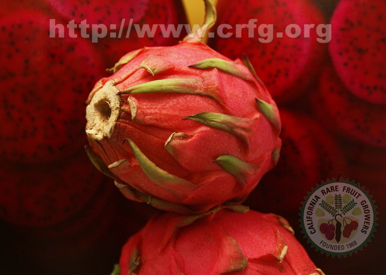Fourth Place: Dragon Fruit Pitaya Hylocereus sp Whole fruit and fruity liqueur