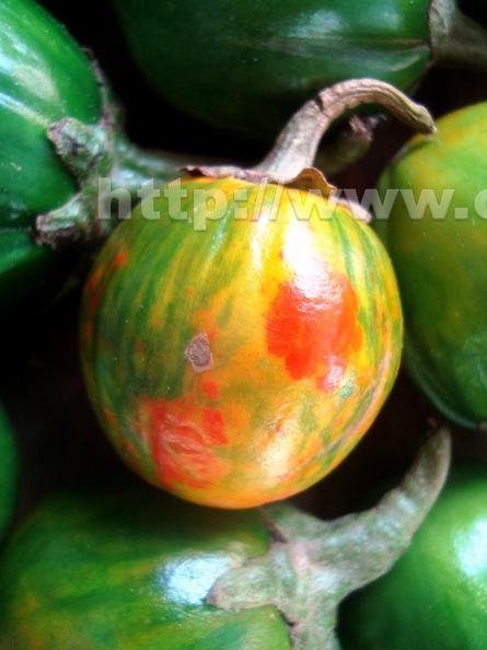First Place: Jilo &quot;Morro Redondo&quot; - Solanum gilo