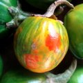 First Place: Jilo &quot;Morro Redondo&quot; - Solanum gilo