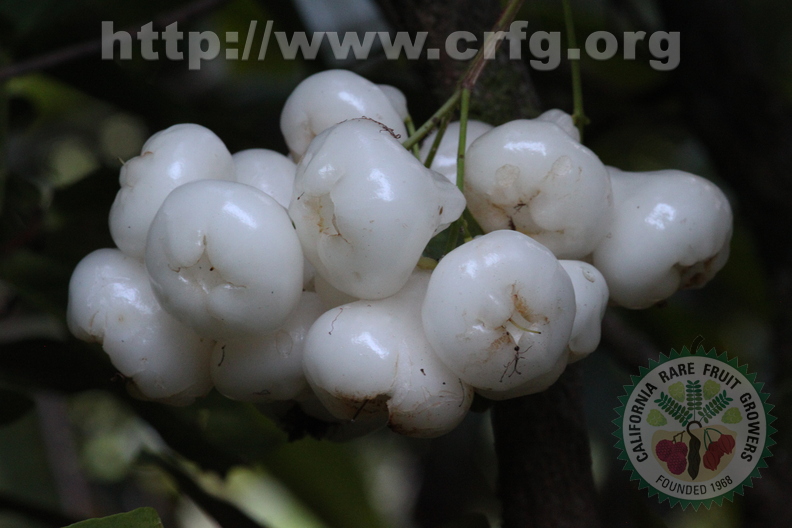 Second Place: Syzygium acqueum - Myrtaceae - White Water Apple