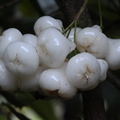 Second Place: Syzygium acqueum - Myrtaceae - White Water Apple