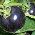 Third Place: Indigo rose black tomatoes