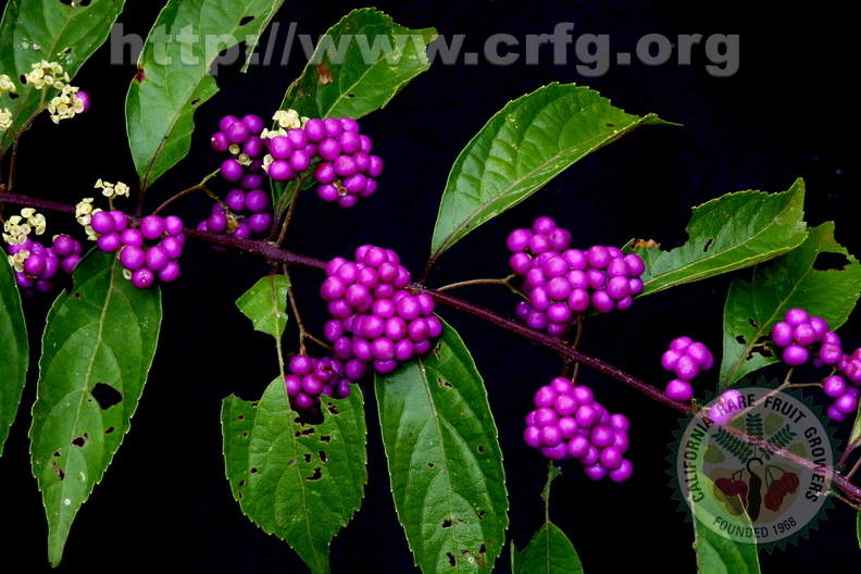 D50_Callicarpa_americana_-_Verbenaceae_-_American_Beautyberry.JPG