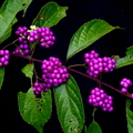 3rd Place: Callicarpa americana - Verbenaceae - American Beautyberry Anestor Mezzomo Florianópolis - SC - Brazil