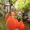 4th Place: Mom's Gac Fruit  Overhanging The Koi Pond Teri Gwarek Naalehu, Hi.