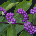 1st Place: Callicarpa americana - Lamiaceae – American Beauty Berry  Anestor Mezzomo Florianópolis - SC - Brazil