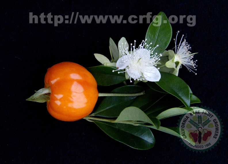 3rd Place: Eugenia sp - Myrtaceae - Yellow Cherry Anestor Mezzomo Florianópolis - SC – Brazil