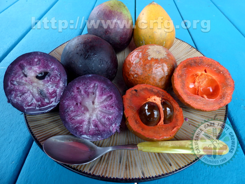 J10_Starapple_Giant_Purple_with_2_types_of_Green_Sapote.jpg