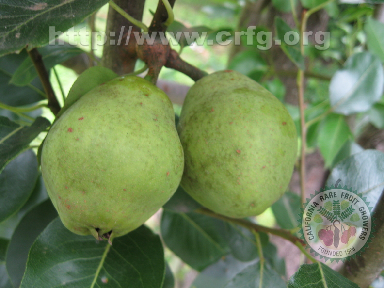 Bartlett Pears.JPG