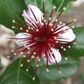 Feijoa Flower