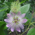 Foetida Passionfruit Flower