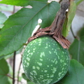 Foetida Passionfruit.JPG