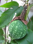 Foetida Passionfruit