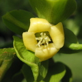 Fuyu Persimmon Flower