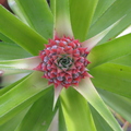 Pineapple Flowering.JPG