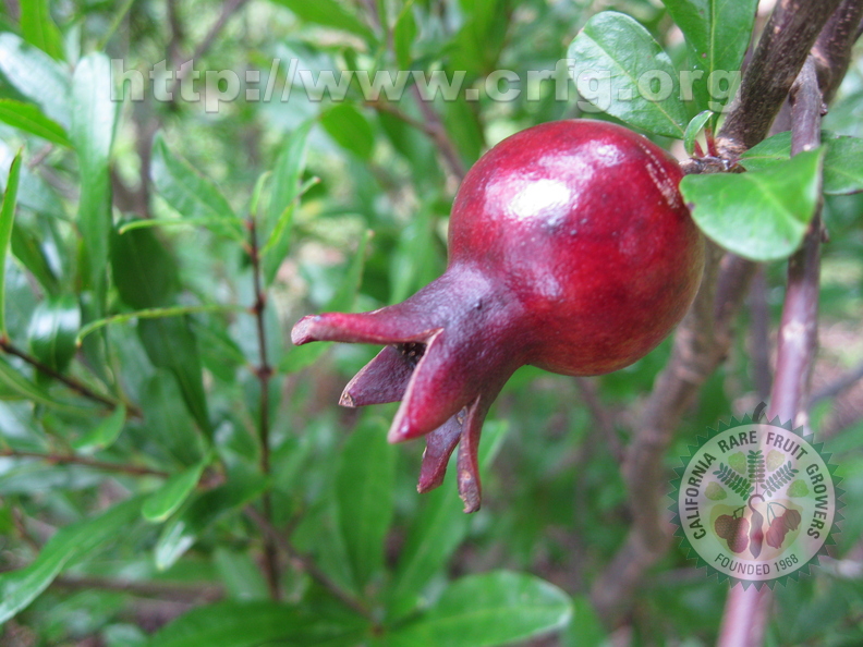 Pomegranate Fruit.JPG