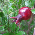 Pomegranate Fruit.JPG