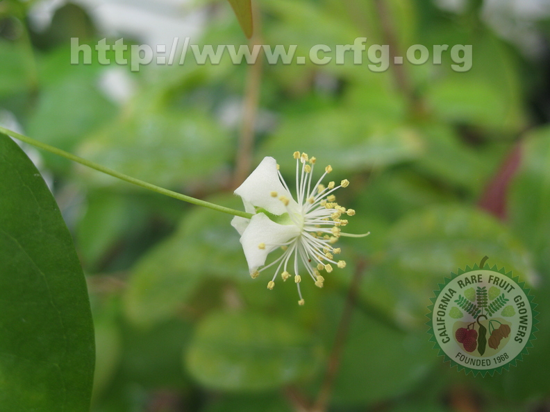 Surinam Cherry Flower