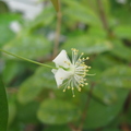Surinam Cherry Flower
