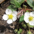 Woodland Strawberry Flowers