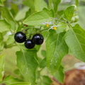 Huckleberry 