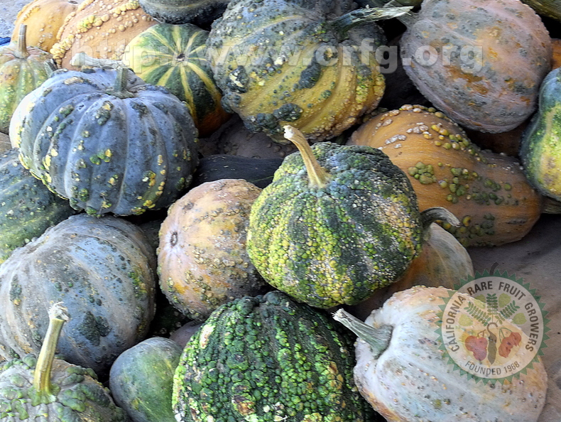 Local squash varieties, Southern Morocco