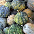 Local squash varieties, Southern Morocco