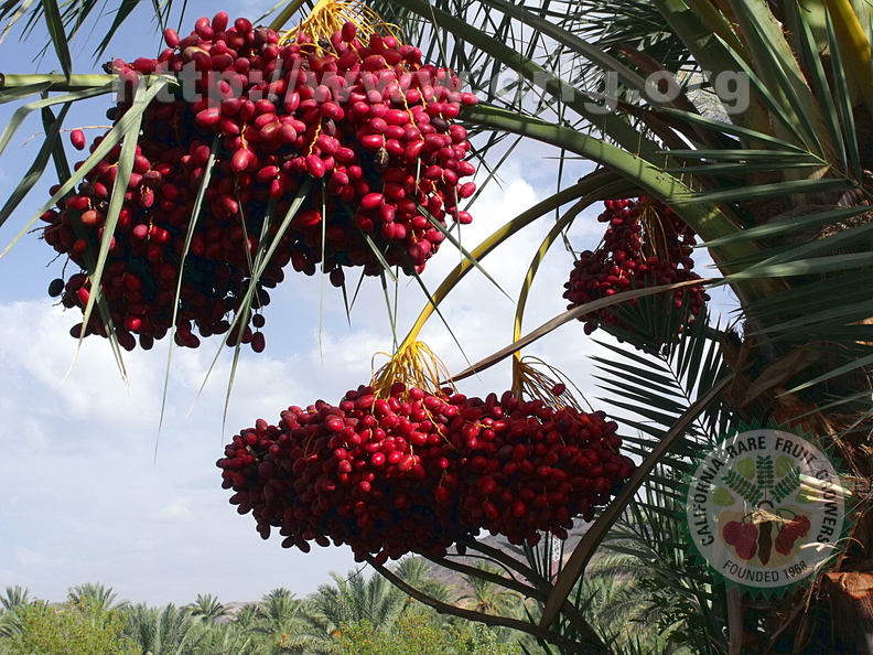 Ripening Dates in D'Raa Valley, Southern Morocco