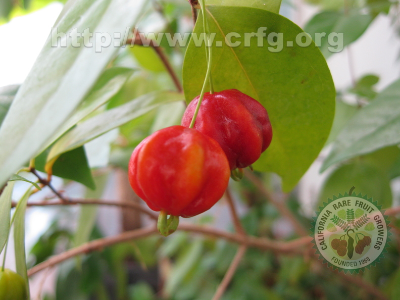 Surinam Cherries