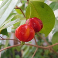 Surinam Cherry 9.JPG