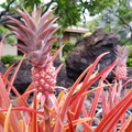 Red Pineapples