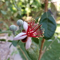 Pineapple Guava Flower