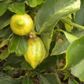 Striped Figs and Lemons