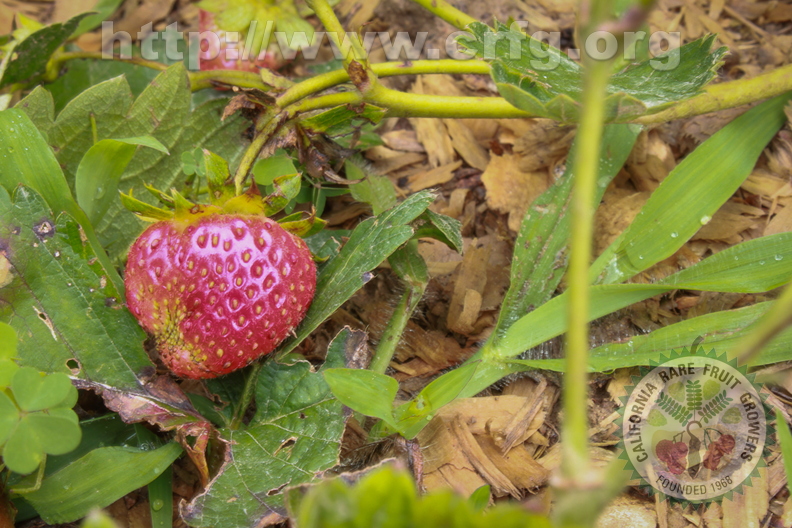Strawberry - Fragaria x Ananassa