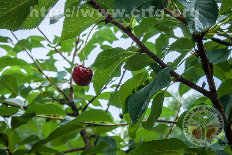 Sour Cherry - Prunus Cerasus