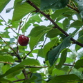 Sour Cherry - Prunus Cerasus
