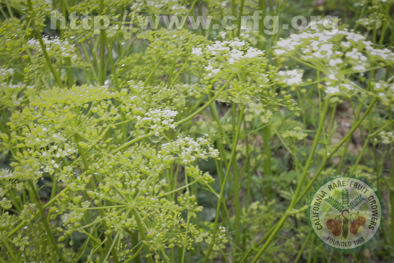 Flowering Parsley - Petroselinum Crispum