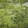 Flowering Parsley - Petroselinum Crispum