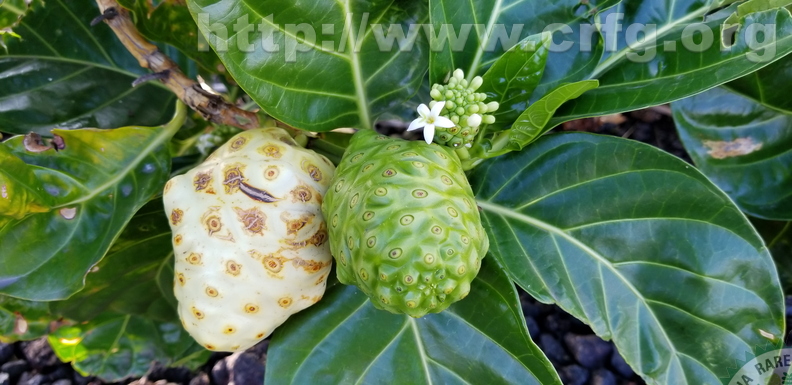 Third Place Wild Noni Fruit Growing In Hawaii Alana Stern Bullhead City, Az.